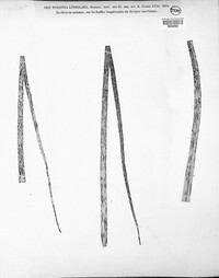 Puccinia lineolata image